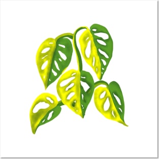 Monstera Adansoni Yellow Variegated Posters and Art